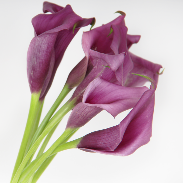 Calla Lilly - Eid
