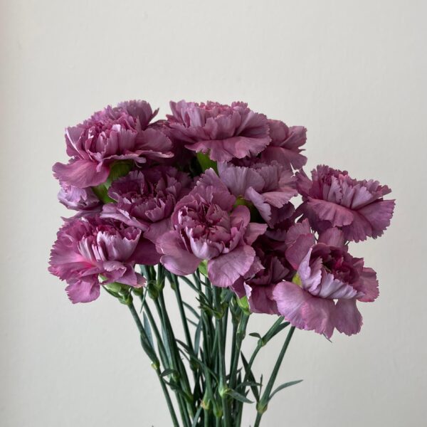 Carnation - Eid