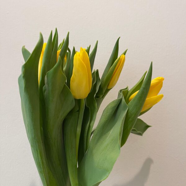 Tulip - Eid
