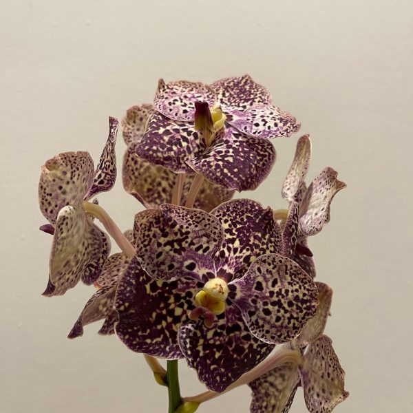 Vanda Orchid