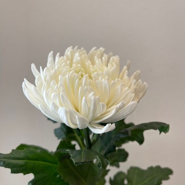 Chrysanthemum Big Head