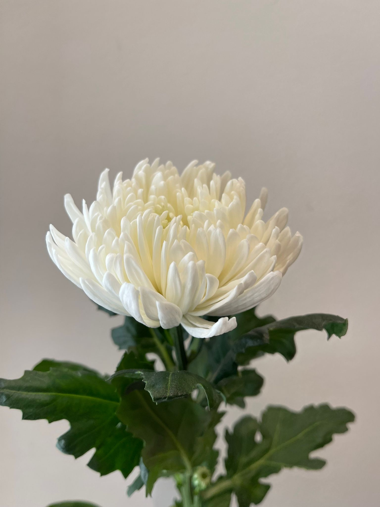 bc0a03fb-a6ae-4b19-8d63-102ea31624f7